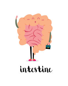Cartoon of intestine