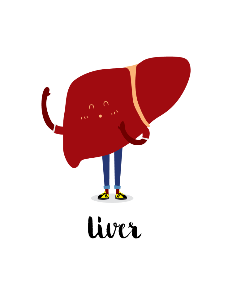 Cartoon of liver