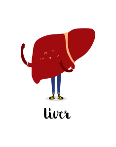 Cartoon of liver