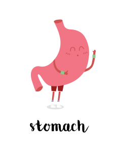 Cartoon picture of stomach